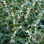 Sarcococca hookeriana humilis 15-20 cm 2,0L