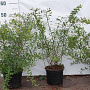 Spiraea arguta 40-60 cm 2,0L