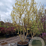 Styphnolobium j. 'Gold Standard' 350-400 cm container meerstammig