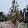 Styrax jap. Snowcone 300-350 cm draadkluit meerstammig solitair