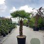 Trachycarpus fortunei 120 cm stam container