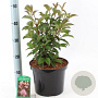 Viburnum bodn. 'Dawn' 40-50 cm 5,0L