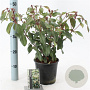 Viburnum globosum 'Jermyns Globe' 30-35 cm 2,0L