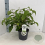 Viburnum plic. 'Newport' 30-40 cm 3,0L