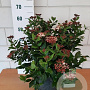 Viburnum tin. 'Gwenllian' 40-45 cm 10L