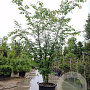 Zelkova serrata 200-250 cm container meerstammig extra