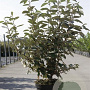 Elaeagnus ebbingei 80-100 cm 7,5L