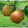 Malus d. 'Schone van Boskoop' 10-12 HO wortelgoed