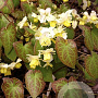Epimedium versic. 'Sulphureum' GM 2,0L