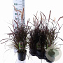 Pennisetum advena 'Rubrum' 25-30 cm 3,0L