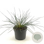 Stipa gigantea GM 2,0L