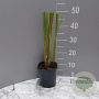 Typha angustifolia GM 2,0L