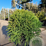 Cryptomeria j. 'Globosa Nana' 40-50 cm 15L