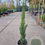 Cupressus semp. 'Totem' 40-60 cm 3,0L