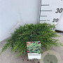 Juniperus comm. 'Green Carpet' 30-40 cm 3,0L