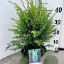 Juniperus comm. 'Hibernica' 25-30 cm 3,0L