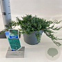 Juniperus h. 'Wiltonii' 20-25 cm 3,0L