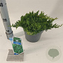 Juniperus procumbens 'Nana' 20-25 cm 3,0L