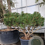 Pinus nigra Brepo 100-125 cm container piramide