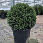 Taxus baccata 40-45 cm 15L bol
