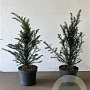 Taxus baccata 60-80 cm 7,5L