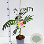 Albizia julibr. Tropical Dream 40-50 cm 3,0L