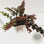 Berberis media 'Red Jewel' 25-30 cm 2,5L