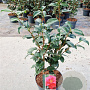 Camellia ret. 'Mary Williams' 40-50 cm 5,0L