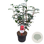 Camellia ret. 'Mary Williams' 60-80 cm 5,0L