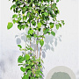 Clematis trichotoma 175-200 cm 15L