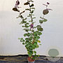 Corylus m. 'Purpurea' 150-175 cm 10L