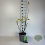 Cotinus cog. Golden Spirit 50-60 cm 6,5L