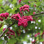 Crataegus media 'Paul's Scarlet' 200-250 cm 50L meerstammig