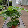 Fatsia japonica 30-40 cm 2,0L