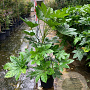 Fatsia japonica 80-100 cm 15L