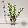 Forsythia int. Minigold 30-40 cm 2,5L