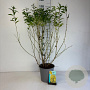 Forsythia int. Week-End 60-80 cm cont. 65L