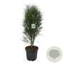 Frangula alnus Fine Line 125-150 cm 30L extra