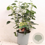 Hedera hel. 'Arborescens' 30-40 cm 2,5L