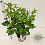 Hydrangea pan. 'Polar Bear' 30-40 cm 2,5L