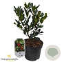 Ilex aquifolium 30-40 cm 3,0L