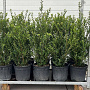Ilex crenata 'Caroline Upright' 70-90 cm 9L