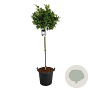 Magnolia stellata 120 cm stam cont. 55L extra