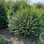 Osmanthus burkwoodii 130-140 cm draadkluit bol