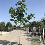 Paulownia tomentosa 14-16 HO cont. 70L