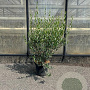 Phillyrea angustifolia 60-80 cm 7,5L