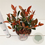 Photinia fraseri 'Little Red Robin' 20-30 cm 2,5L