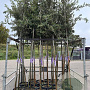 Quercus ilex 4-6 HO container