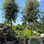 Quercus ilex 20-25 HO container Losse kroon