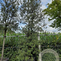 Quercus ilex GM container solitair